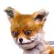 Foxy
